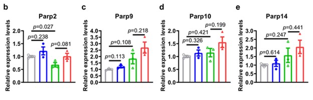 changes in PARP family gene expression