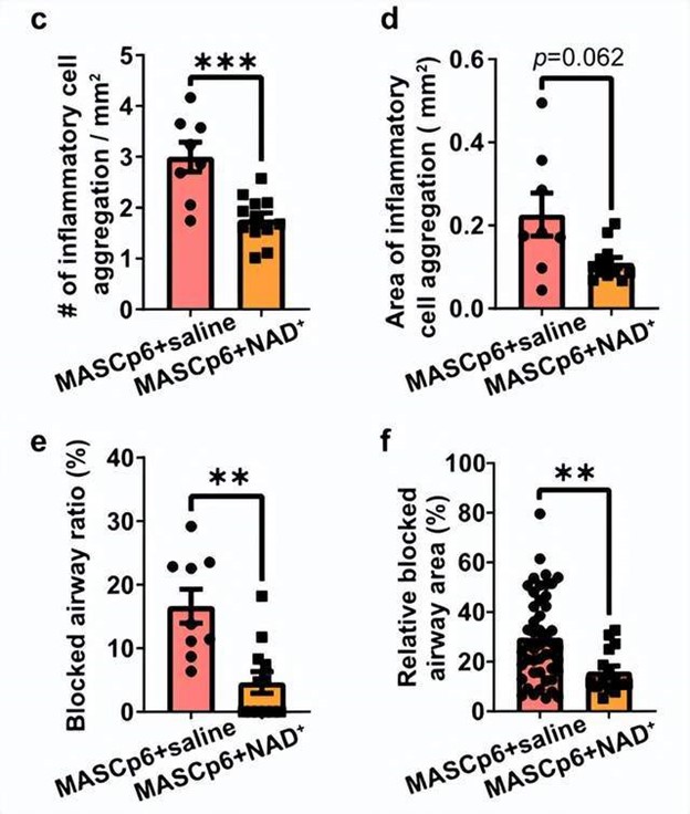 changes in lung parameters after NAD suppemnets