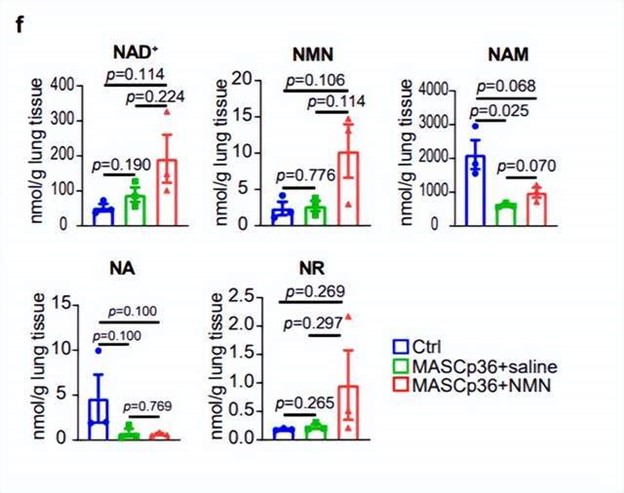 changes in metabolites with NAD after NMN supplement